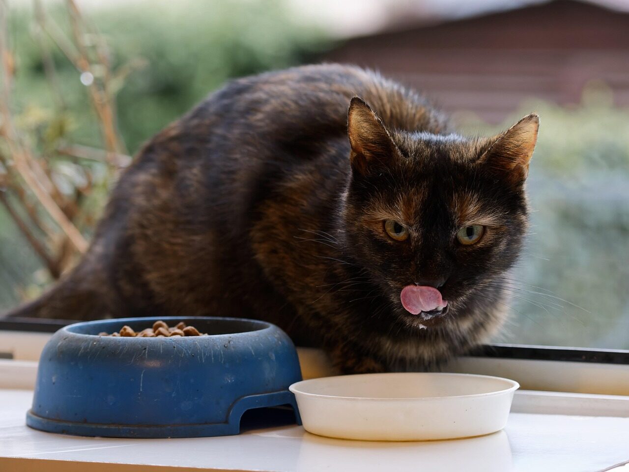 animal, nature, cat, mammal, fur, whiskers, pet, feline, eating, milk