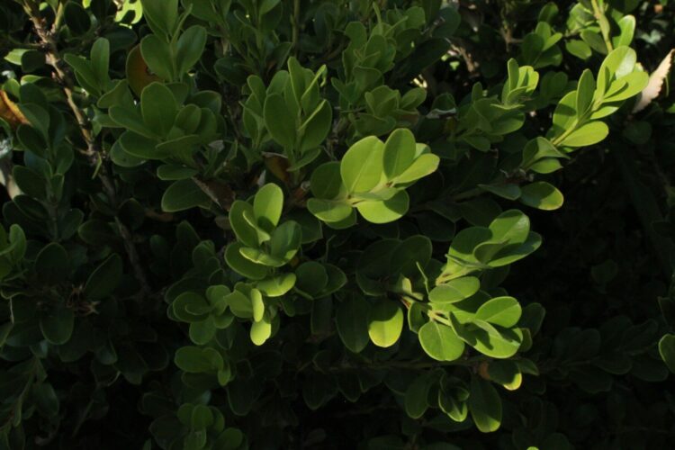 Close-up of lush green leaves on a branch.