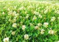 a field of flowers