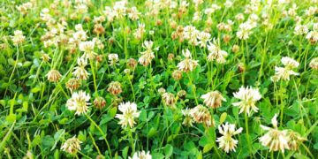 a field of flowers
