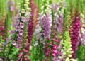 purple and white flowers in tilt shift lens