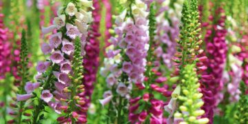 purple and white flowers in tilt shift lens