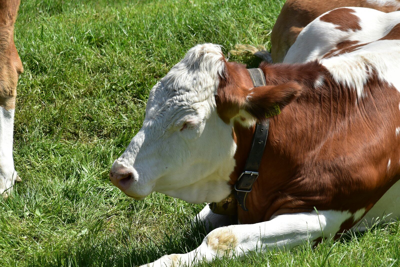 A brown and white cow rests in green grass.