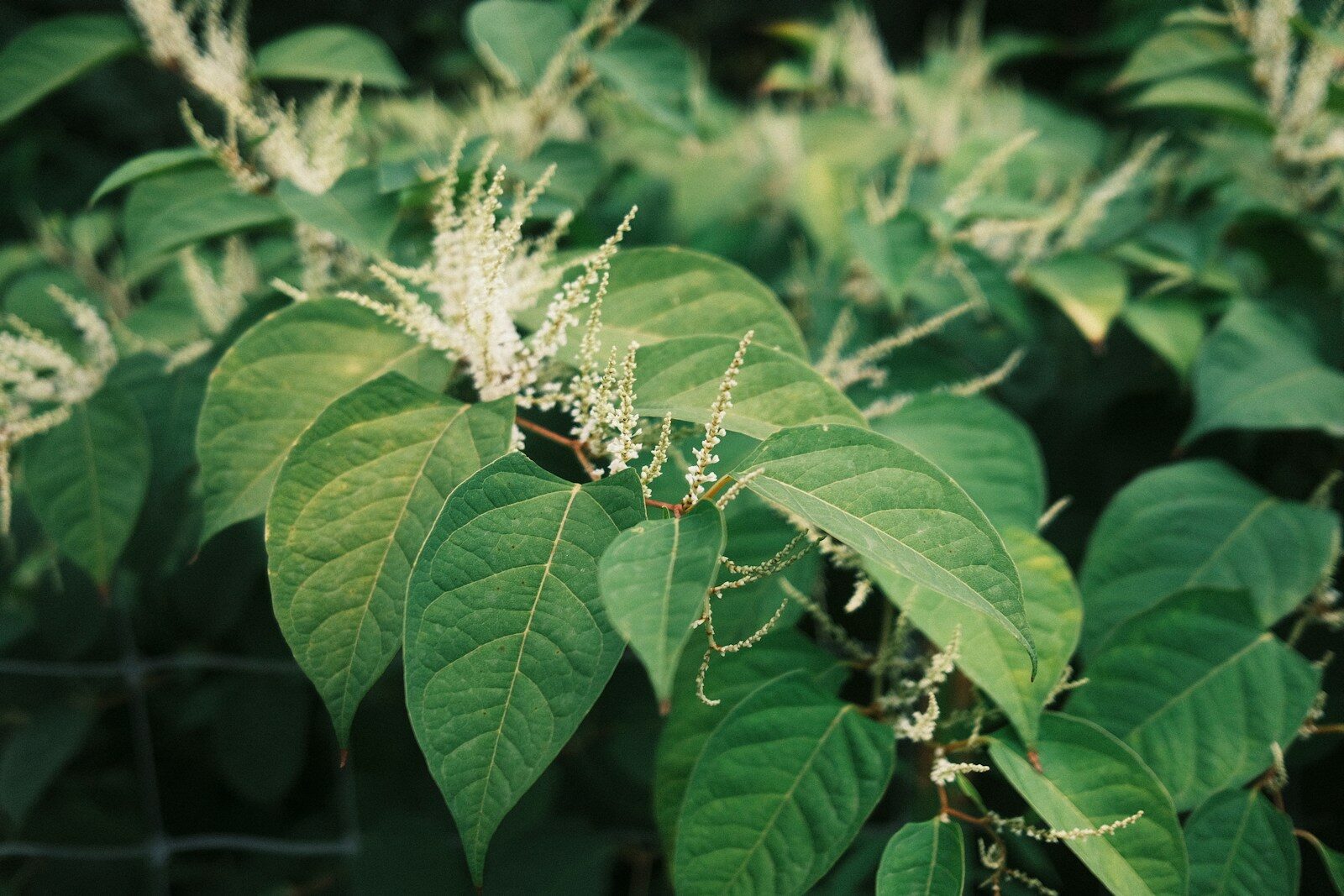 A close up of a green plant with white flowers