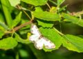 a white and gray butterfly sitting on a green leaf
