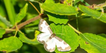 a white and gray butterfly sitting on a green leaf