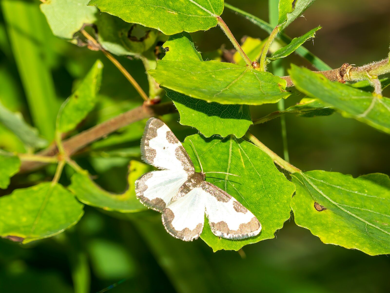a white and gray butterfly sitting on a green leaf