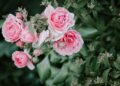 pink peonies HD wallpaper