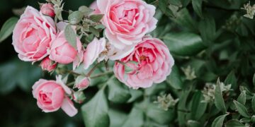 pink peonies HD wallpaper
