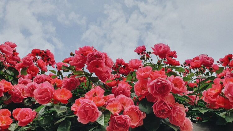 a group of pink flowers