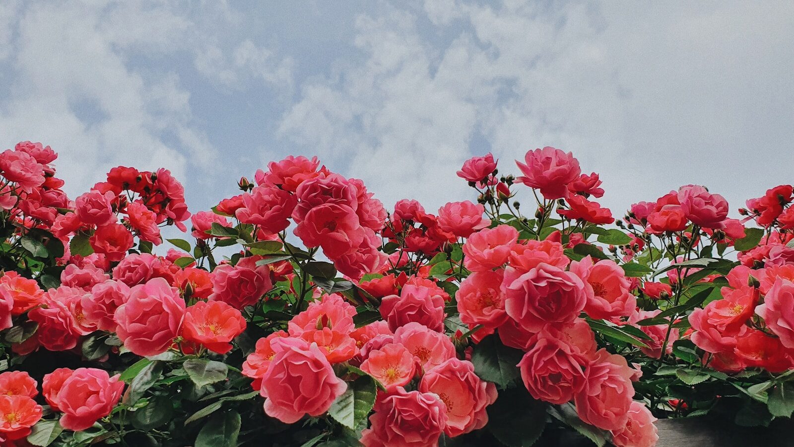 a group of pink flowers