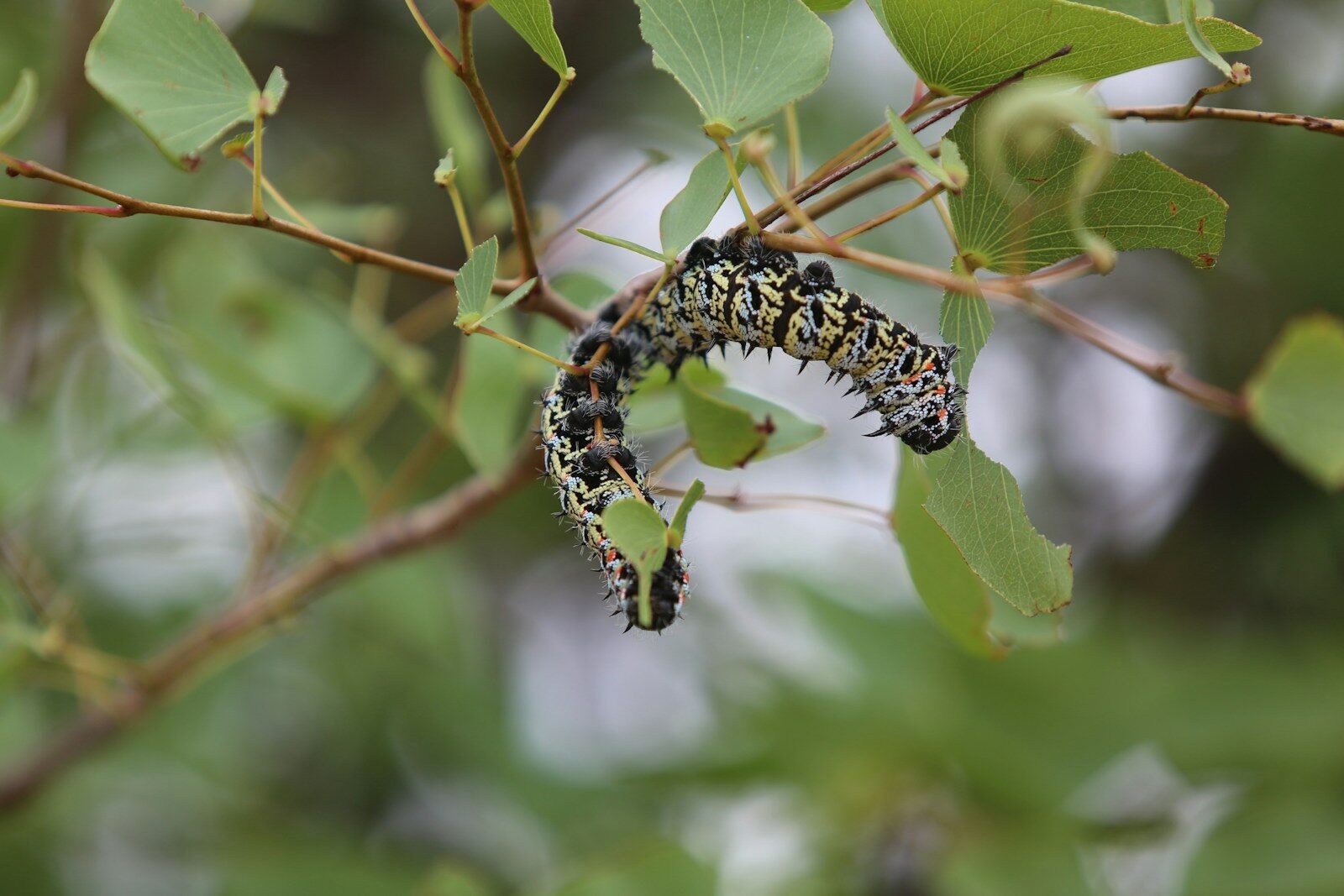 a caterpillar hanging from a tree branch