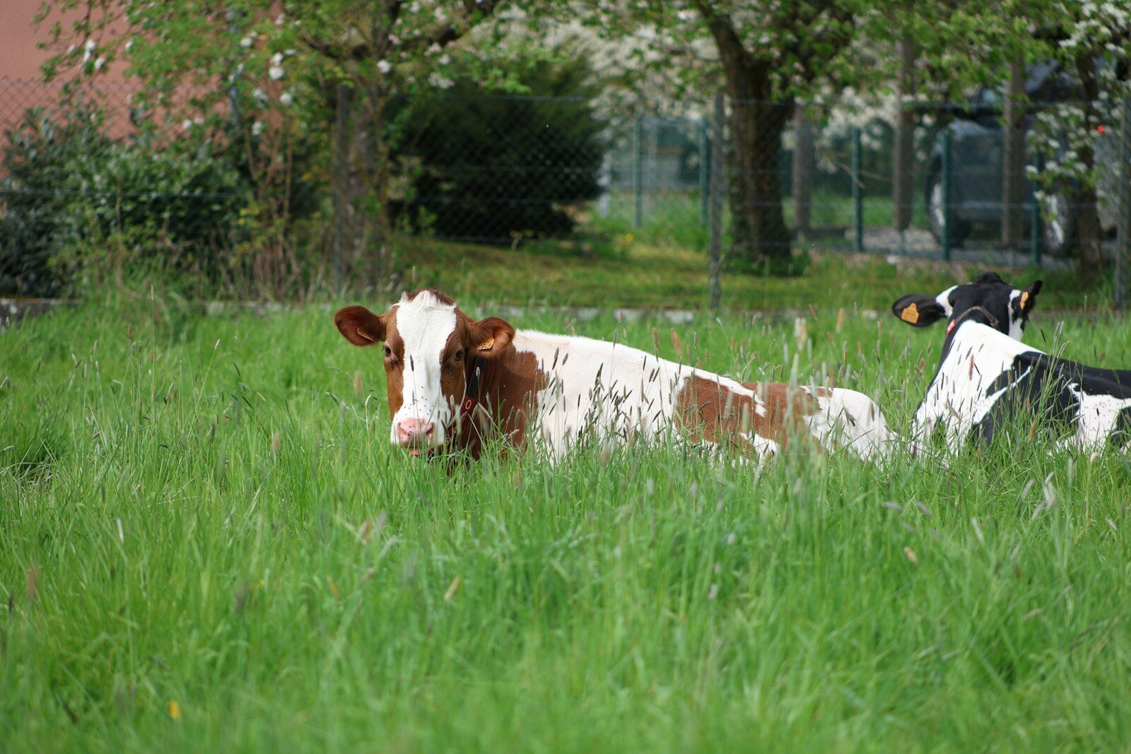 Two cows resting in tall green grass