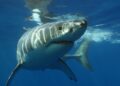 a great white shark swimming in the ocean