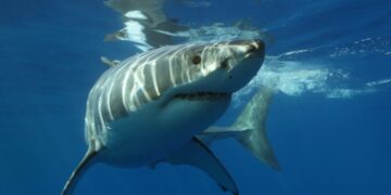 a great white shark swimming in the ocean