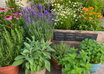 Keelpijn, spierpijn of slapeloosheid? Deze geneeskrachtige planten werken hier perfect tegen