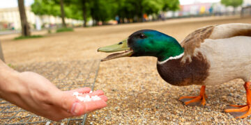 Geef eenden absoluut GEEN brood met warm weer!