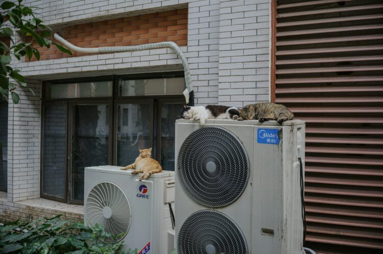 Cats relax on top of air conditioning units