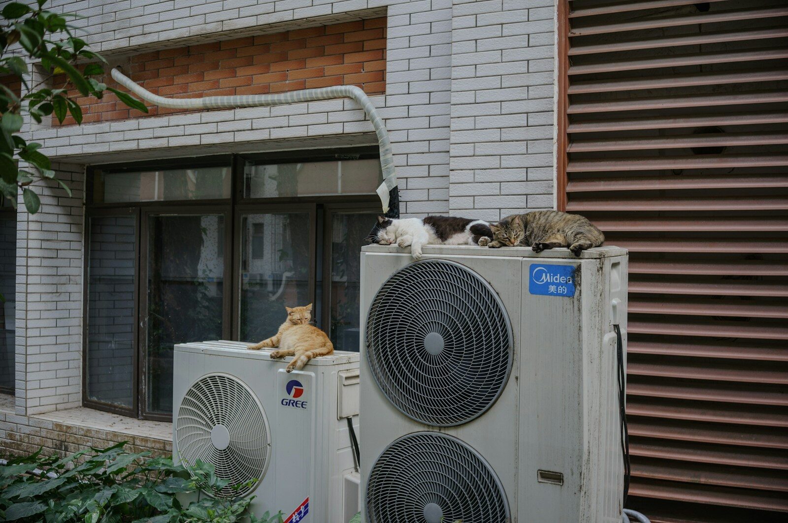 Cats relax on top of air conditioning units