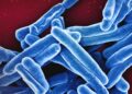 a group of blue and white blood cells