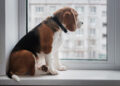 Dierenarts waarschuwt: zo lang kun je een hond alleen thuis laten