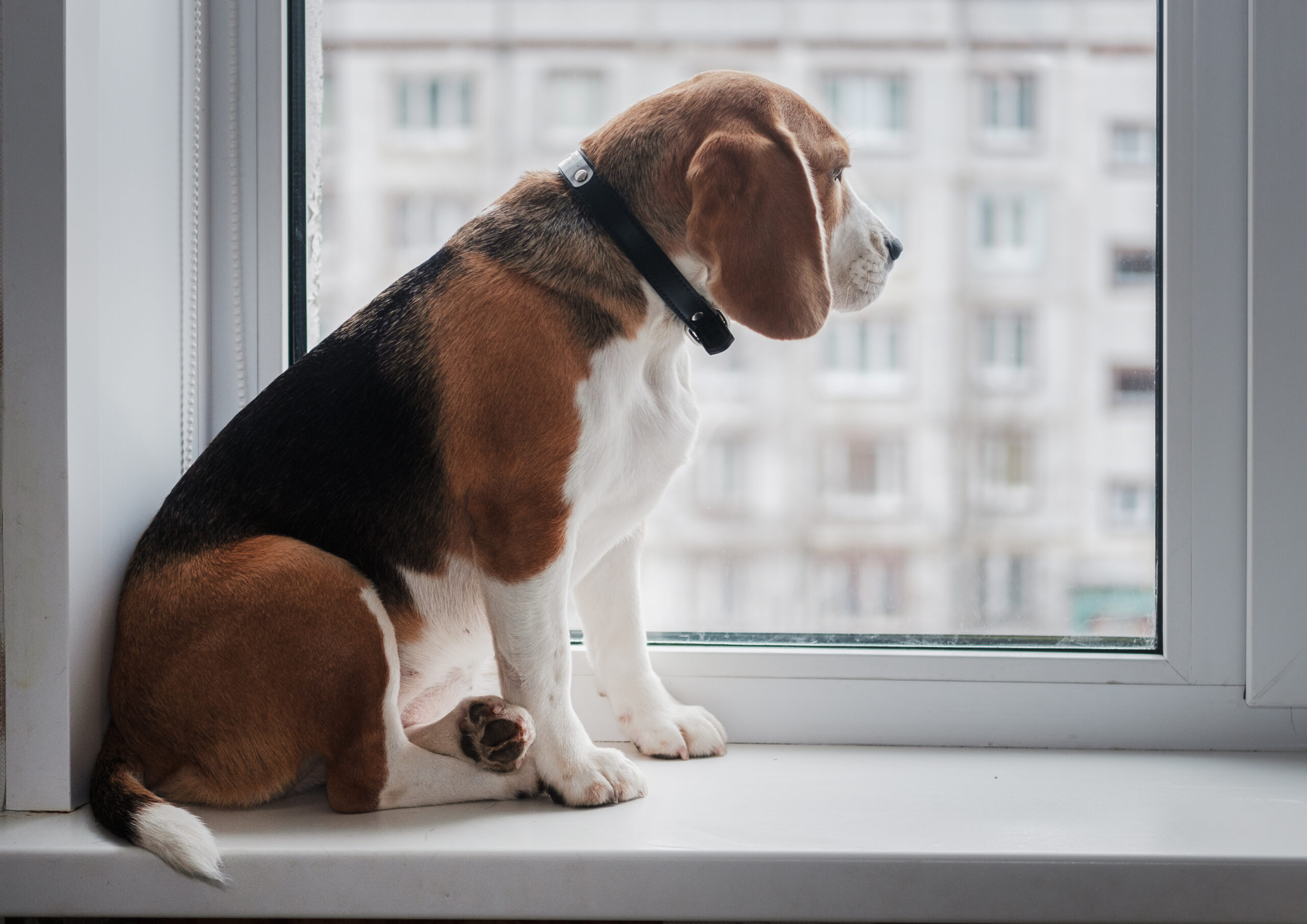 Dierenarts waarschuwt: zo lang kun je een hond alleen thuis laten
