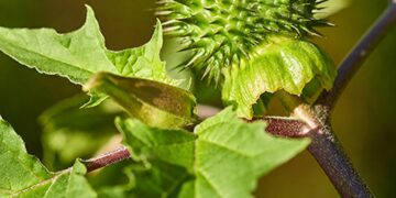 Deze giftige plant rukt op in Nederland en wil je absoluut niet in je tuin hebben