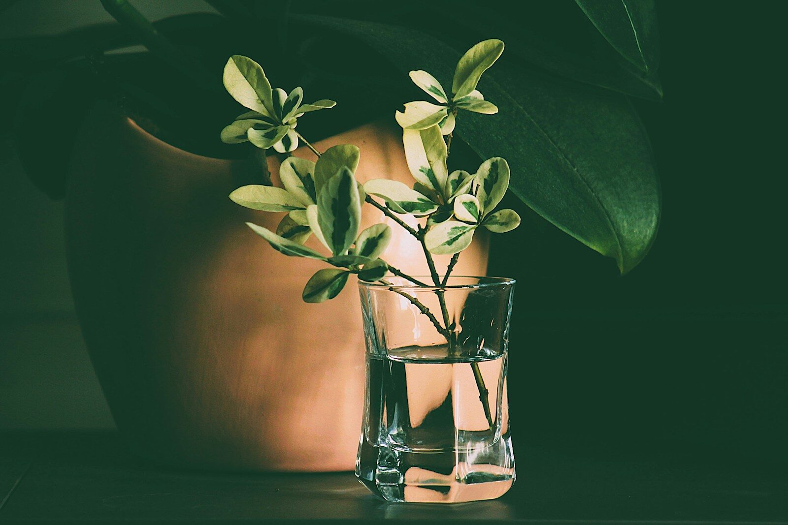 Variegated leaves in a glass of water