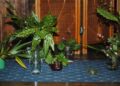 Assortment of potted plants on a patterned surface.