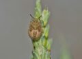 A bug sitting on top of a green plant