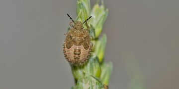 A bug sitting on top of a green plant