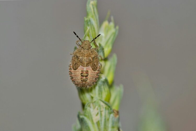A bug sitting on top of a green plant