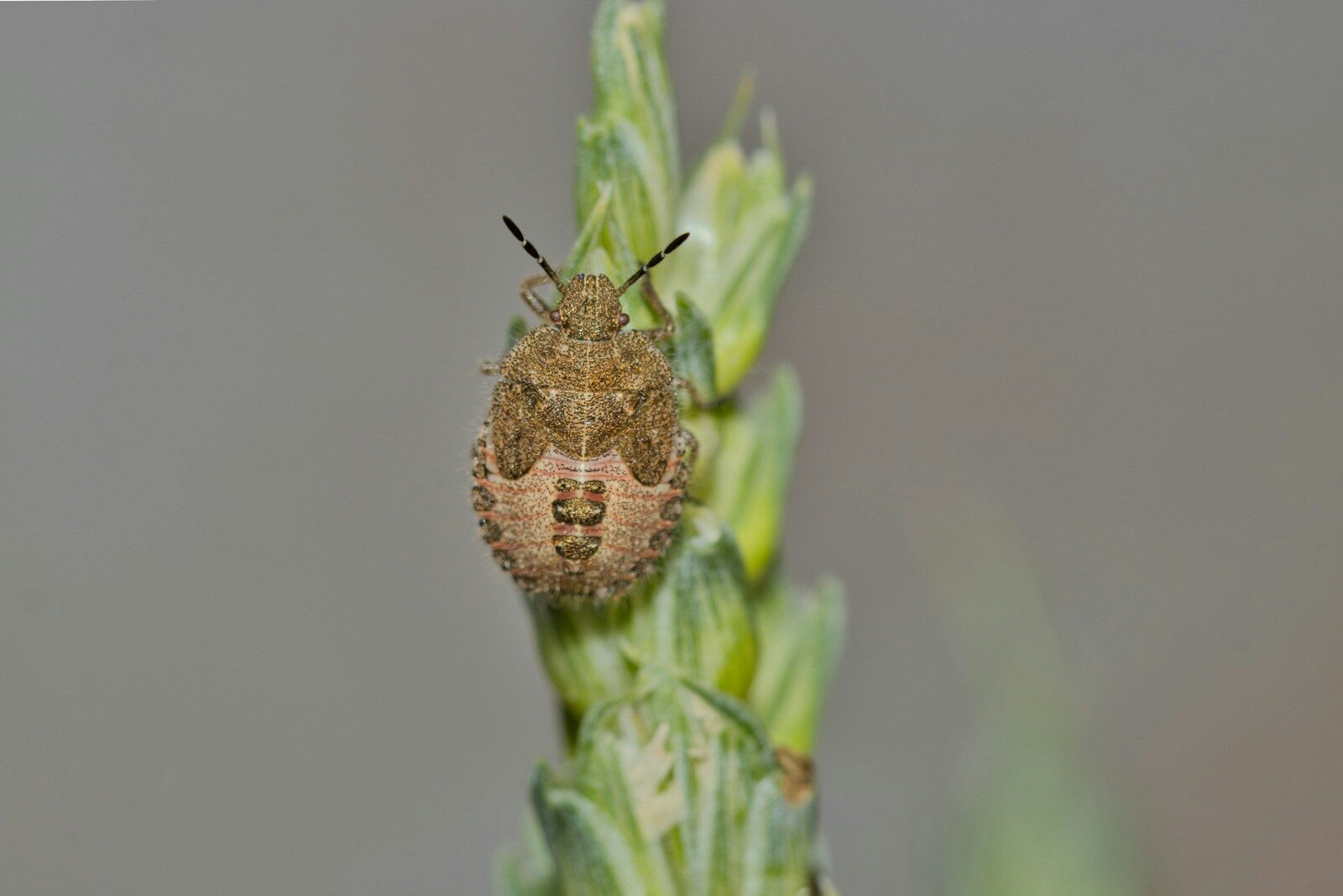Wantsen in de tuin: zo herken je schadelijke soorten en zo kom je van ze af!