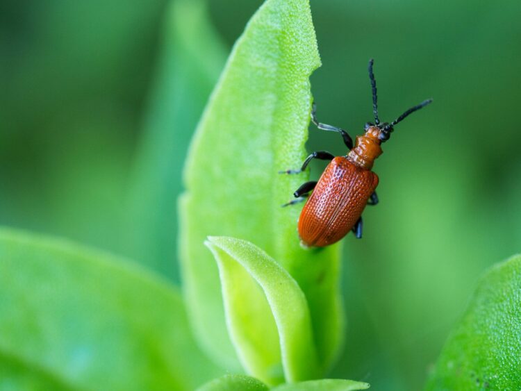 brown bug on green leaf