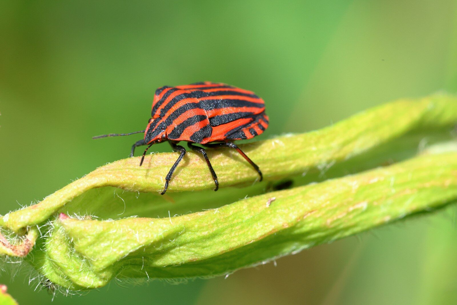 A red and black bug sitting on top of a green plant